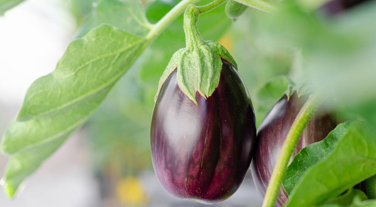 Aubergine sur sa plante