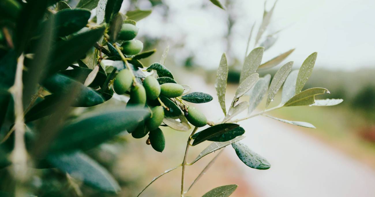 Olives et feuilles d'olivier