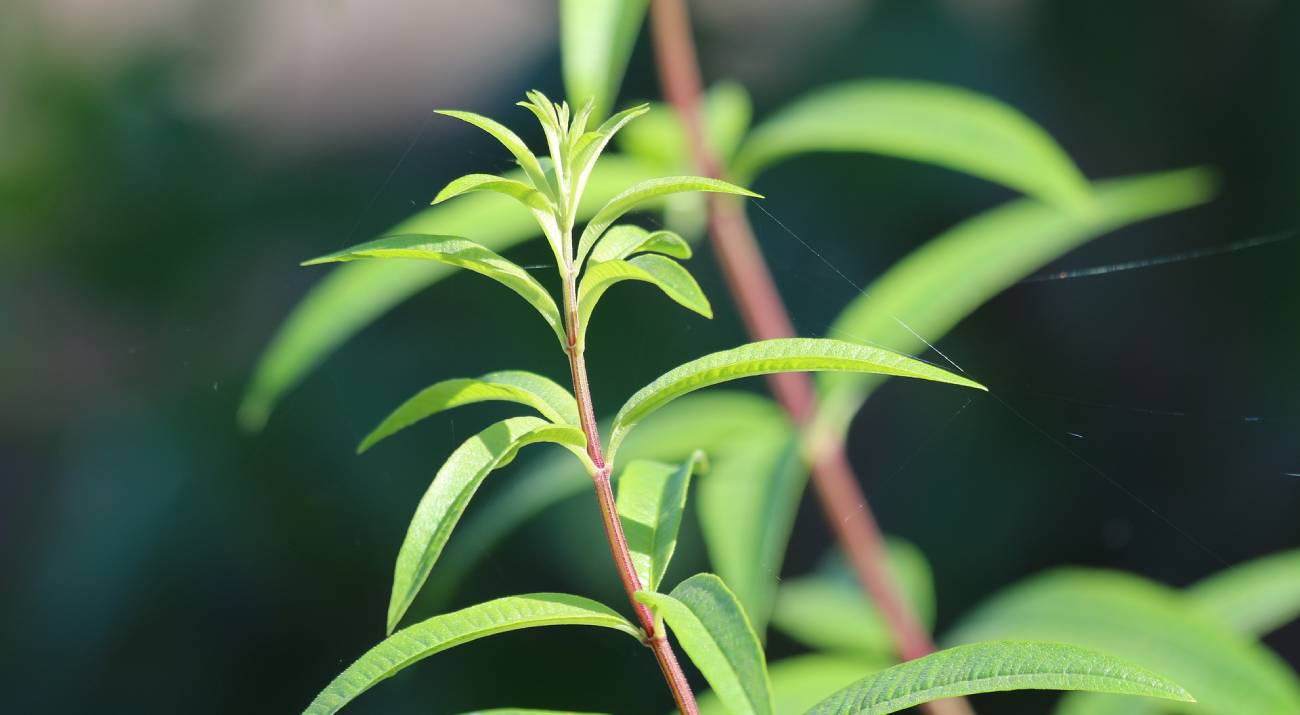 Feuilles verveine citronnelle