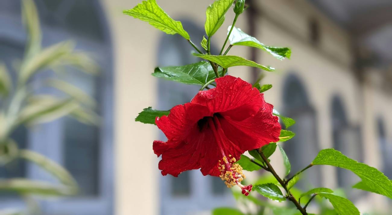 Fleur Hibiscus sabdariffa (Bissap)